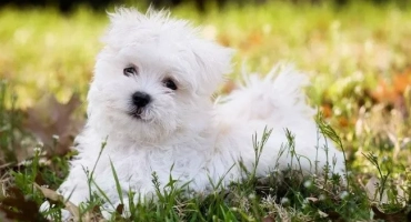 Малтийска blinka (малтийска): описание на породата